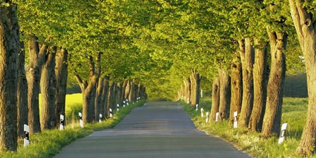 Lime Tree Alley, Mecklenburg Lake District, Germany by Frank Krahmer art print