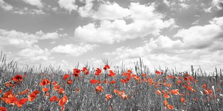 Poppies in Corn Field, Bavaria, Germany by Frank Krahmer art print