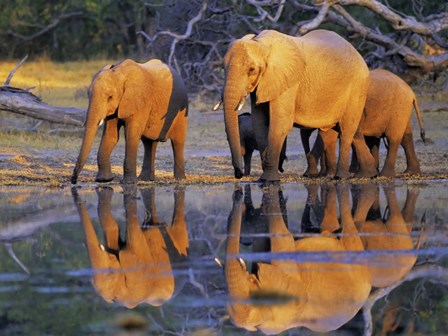 African Elephants, Okavango, Botswana by Frank Krahmer art print