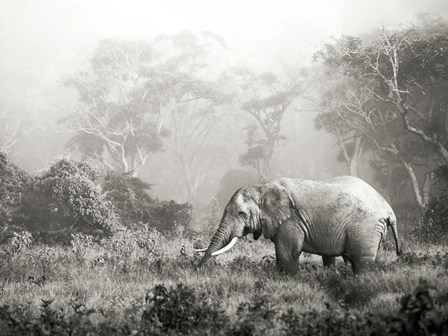 African Elephant, Ngorongoro Crater, Tanzania by Frank Krahmer art print