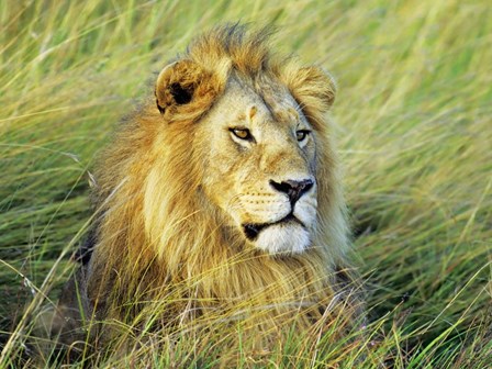 African Lion, Masai Mara, Kenya by Frank Krahmer art print