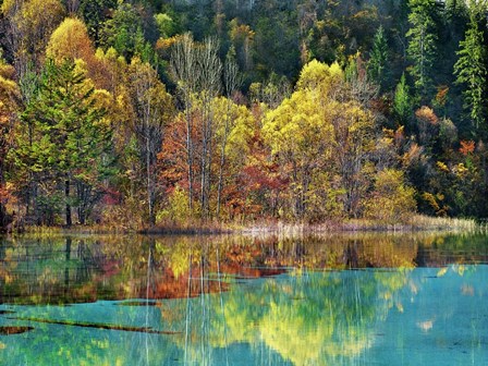 Forest in autumn colours, Sichuan, China by Frank Krahmer art print