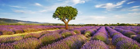 Lavender Field And Almond Tree, Provence, France by Frank Krahmer art print