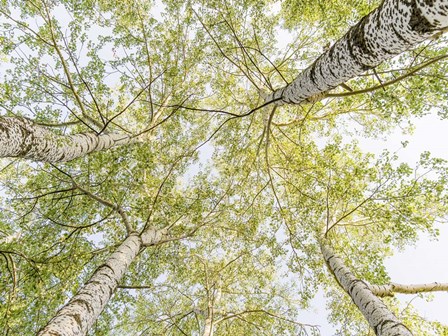 Birch Woods in Spring by Pangea Images art print