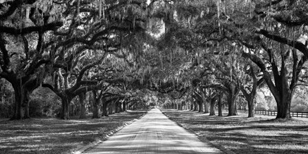 Tree Lined Plantation Entrance,  South Carolina art print