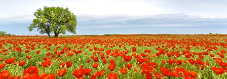 Tree in a Poppy Field 1 art print