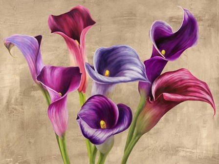 Multi-colored Callas by Jenny Thomlinson art print