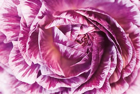 Ranunculus Abstract VI Color by Laura Marshall art print