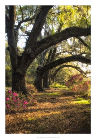 Under the Live Oaks II by Danny Head art print