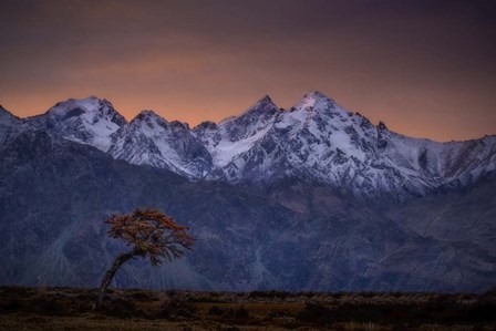 Tree and the Mountain by Dan Ballard art print
