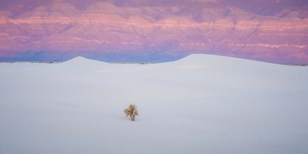 Salt Dunes by Dan Ballard art print