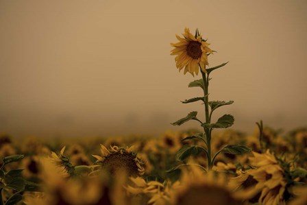 Sunflowers Fog by Dan Ballard art print