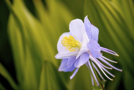 Flower by Dan Ballard art print