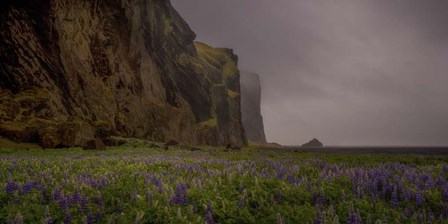 Lupins Cliffs by Dan Ballard art print