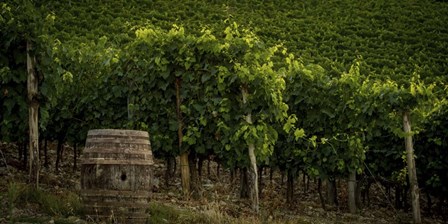 Grapevines and Barrel by Dan Ballard art print