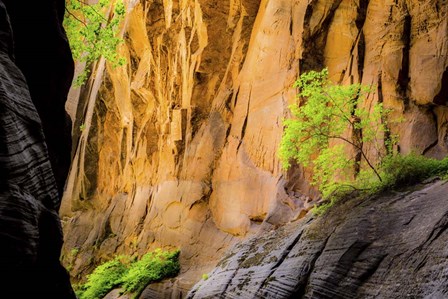 Tree on Edge of Cliff by Dan Ballard art print