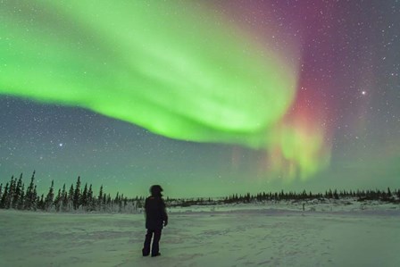 Aurora borealis with Vega and Arcturus Stars, Manitoba, Canada by Alan Dyer/Stocktrek Images art print