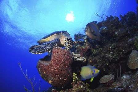 Hawksbill Sea Turtle eating, Castle Wall, Grand Cayman by Amanda Nicholls/Stocktrek Images art print