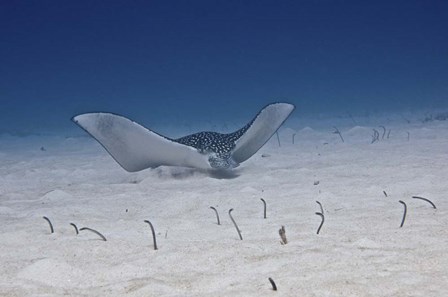 Spotted Eagle Ray by Amanda Nicholls/Stocktrek Images art print