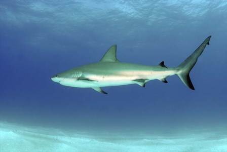 Caribbean reef shark, Nassau, The Bahamas by Amanda Nicholls/Stocktrek Images art print