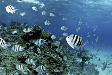 School of sergeant major fish, Nassau, The Bahamas by Amanda Nicholls/Stocktrek Images art print