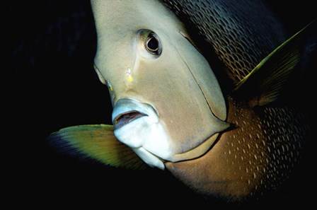 Close-up view of a Gray Angelfish, Grand Cayman by Amanda Nicholls/Stocktrek Images art print