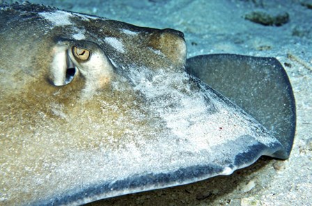 Close-up view of a Female Southern Atlantic Stingray by Amanda Nicholls/Stocktrek Images art print