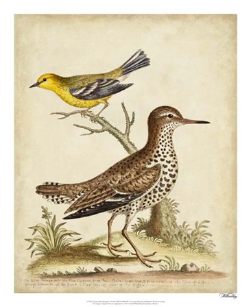 Antique Bird Menagerie I by George Edwards art print