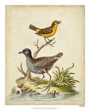 Antique Bird Menagerie II by George Edwards art print