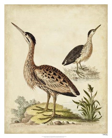 Antique Bird Menagerie III by George Edwards art print