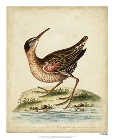 Antique Bird Menagerie IV by George Edwards art print
