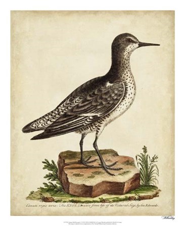 Antique Bird Menagerie V by George Edwards art print