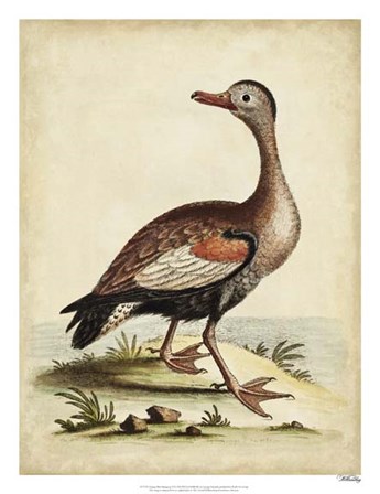 Antique Bird Menagerie VI by George Edwards art print