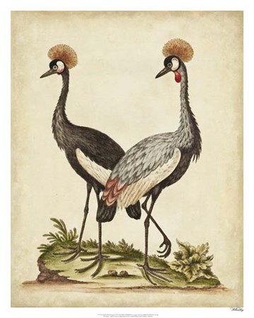 Antique Bird Menagerie VII by George Edwards art print