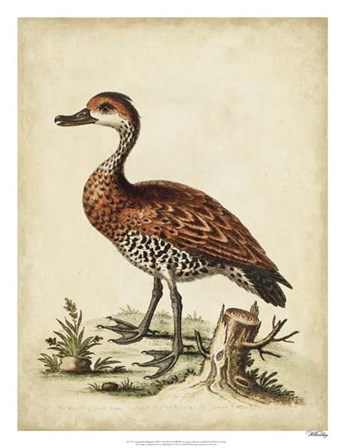 Antique Bird Menagerie VIII by George Edwards art print