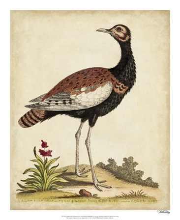 Antique Bird Menagerie IX by George Edwards art print