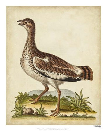 Antique Bird Menagerie X by George Edwards art print