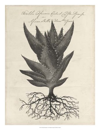 Thornton Succulents I by Robert John Thornton art print