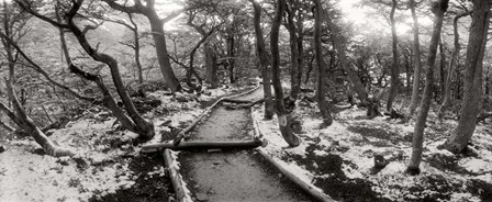 View of a trail through the trees of Tierra del Fuego National Park, Patagonia, Argentina by Panoramic Images art print