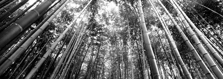 Low angle view of bamboo trees, Arashiyama, Kyoto, Japan by Panoramic Images art print