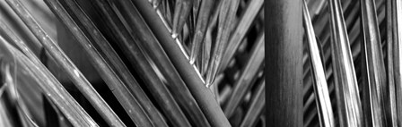 Detail of palm leaves, Hawaii Islands, Hawaii by Panoramic Images art print