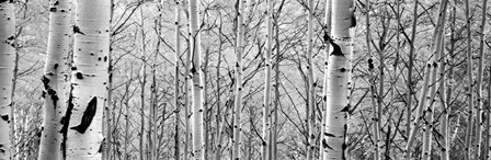 Aspen trees in a forest BW by Panoramic Images art print