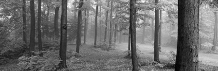 Chestnut Ridge Park, Orchard Park, NY by Panoramic Images art print