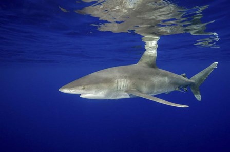 Oceanic Whitetip shark by Brent Barnes/Stocktrek Images art print
