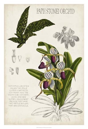 Orchid Field Notes I by Naomi McCavitt art print