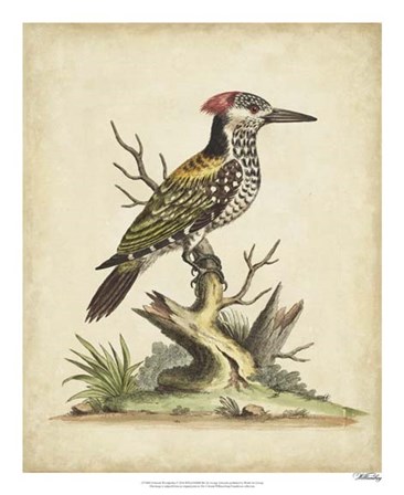 Edwards Woodpecker by George Edwards art print