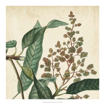 Garden Bounty II by Vision Studio art print