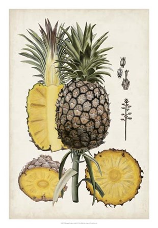 Pineapple Botanical Study II by Naomi McCavitt art print