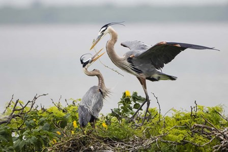 Great Blue Heron (Ardea herodias) by Larry Ditto / Danita Delimont art print