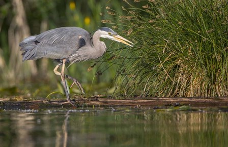 Great Blue Heron stalks for food, Lake Washington, Seattle. by Gary Luhm / Danita Delimont art print